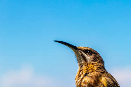 Cape sugarbird sitting on plants flowers in Kirstenbosch National Botanical Garden, Cape Town, South Africa.の写真素材