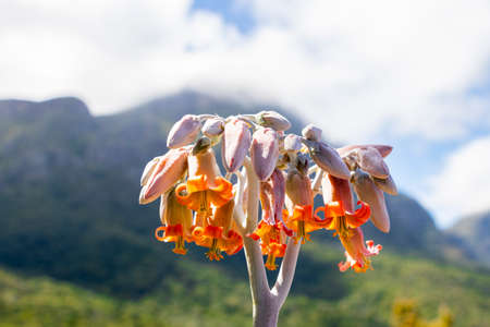 Orange pink flowers plants with mountain range in Kirstenbosch, Cape Town, South Africa.