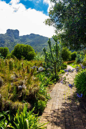 Trail walking path in Kirstenbosch National Botanical Garden, Cape Town, South Africa.の写真素材