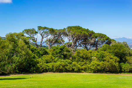 Huge South African trees in the Kirstenbosch Botanical Garden in Cape Town.の写真素材