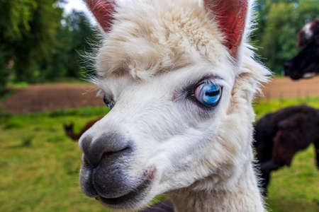 Funny white alpaca with bright blue eyes in Germany.の写真素材