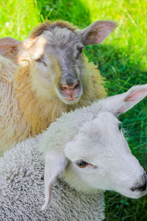 White and brown woolly sheep in meadow in Hemsedal, Viken, Norway. Very cute.の写真素材