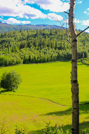 White birch in front of Norwegian landscape with trees firs mountains and rocks. Norway Nature.の写真素材