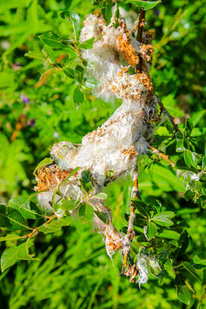 Huge insect nest made of silk thread with blurred background.