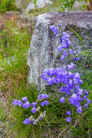 Lawn Bellflower Campanula cespitosa woth blurred background.の写真素材