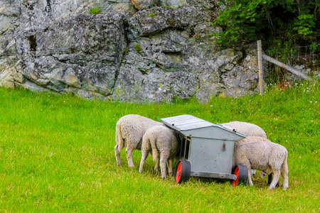 Hungry sheep eat from feed wagons in Hemsedal, Norway.の写真素材
