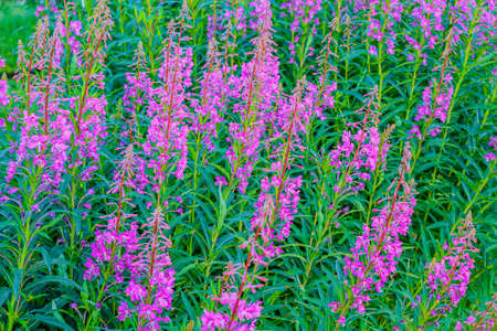 Beautiful pink flowers on summer meadow in Hemsedal, Viken, Norway.の写真素材