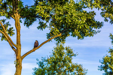 Bird raven blackbird sitting on a branch in sunrise in Sweden.