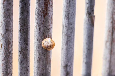 Small snail on wooden sticks in Spain.