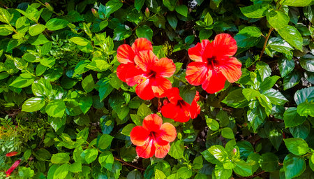 Red hibiscus flowers on the Balearic island of Mallorca in Spain.の写真素材
