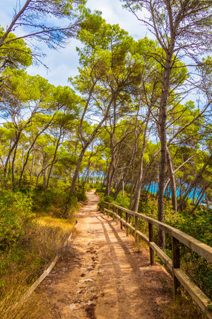 Natural walking path in the forest of Parc natural de MondragÃ³ Cala Mondrago Samarador Mallorca.の写真素材