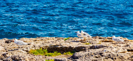 Seagulls birds on cliff at Parc natural de MondragÃ³ Cala Mondrago Samarador Mallorca.