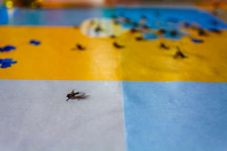 Dead flies insects on the colorful table. Big insect graveyard.