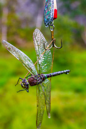 Large neon green and yellow colored dragonfly fished and hanging on the hook in Vang Norway.の写真素材