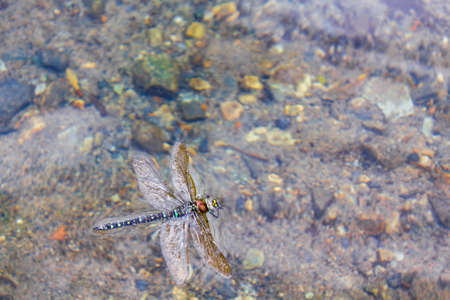 Large neon green and yellow colored dragonfly swims in the water in Vang Norway.の写真素材