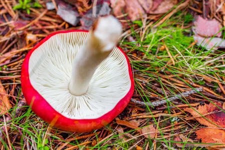Red toadstool fly agaric in the forest in Norway.の写真素材