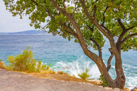 Beautiful Mediterranean landscape promenade in Novi Vinodolski Croatia behind a tree.の写真素材