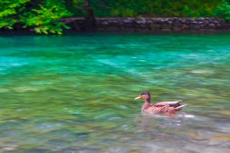 Fast swimming duck in turquoise water of the Plitvice Lakes National Park in Croatia.の写真素材