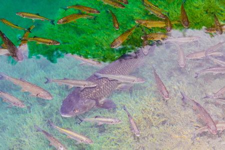 Plitvice Lakes National Park fish underwater in clear turquoise water in Croatia.