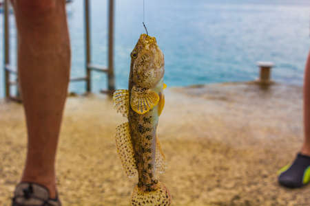 Caught yellow fish and hanging on a fishing rod in Croatia.の写真素材