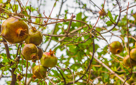 Pomegranates grow on trees in gardens of Novi Vinodolski Croatia.の写真素材
