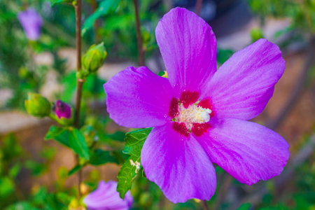 purple violet and pink hibiscus flower with green natural background in Croatia.の写真素材