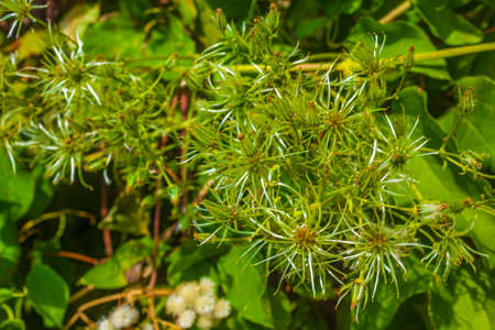 Green mediterranean plants and flowers with green natural background in Croatia.