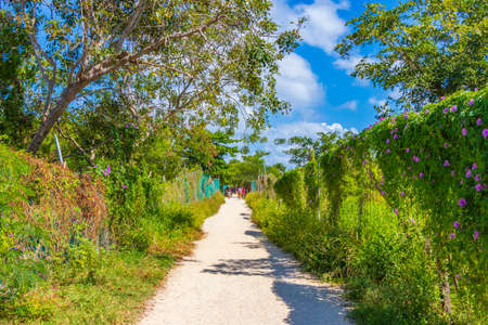 Natural entrance and path to the tropical mexican beach 88 in Playa del Carmen Mexico.の写真素材