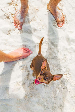 Mexican brown Chihuahua dog jumps on the beach between legs in Playa del Carmen Mexico.の写真素材