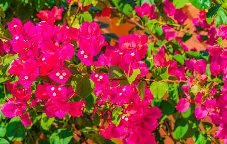 Bougainvillea pink flowers and blossoms on trees in Playa del Carmen Mexico.
