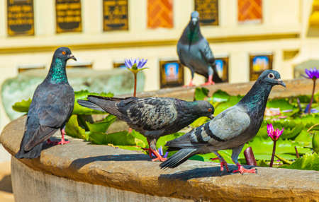 Pigeons drinking water at colorful Wat Don Mueang Phra Arramluang buddhist temple in Bangkok Thailand.の写真素材
