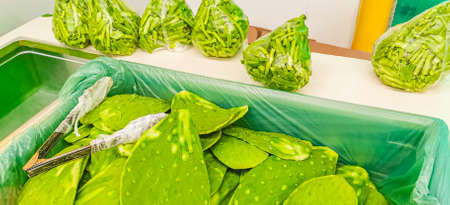 Mexican cactus sliced for food to eat in supermarket Playa del Carmen Mexico green texture.の写真素材