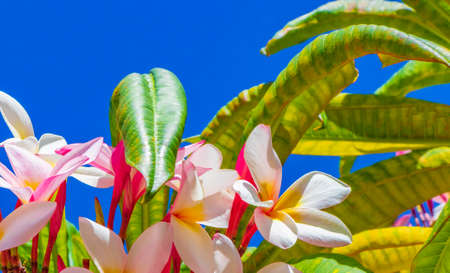 Plumeria plant with pink and yellow flowers with blue sky in Playa del Carmen Mexico.の写真素材