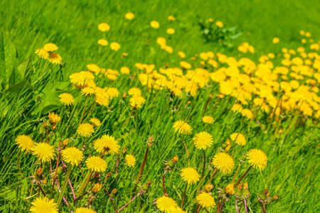Yellow dandelions flowers on the flower meadow in summer in Treungen Norway.の写真素材