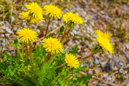 Yellow dandelions flowers on the stony ground in summer in Treungen Norway.の写真素材