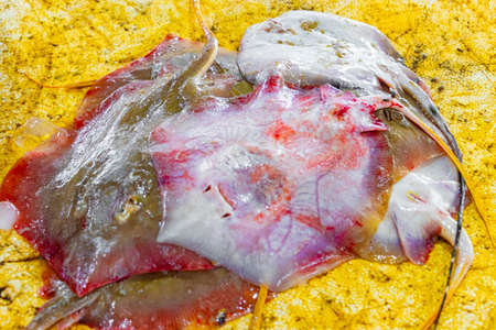 Rays in yellow sauce soup for sale in Bangrak market on Koh Samui Surat Thani Thailand.の写真素材