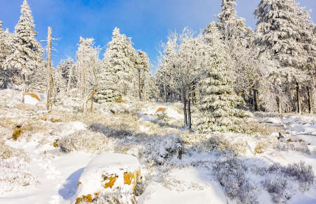 Snowed in icy fir trees and landscape at Brocken mountain in Harz mountains Wernigerode...