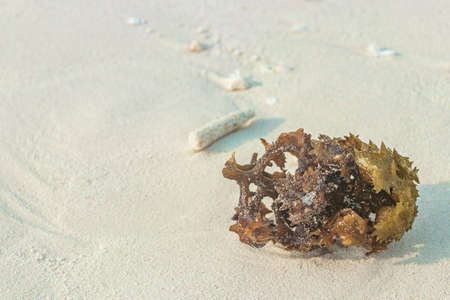 White beach sand with corals and shells on Madivaru and Finolhu in Rasdhoo Atoll Maldives.