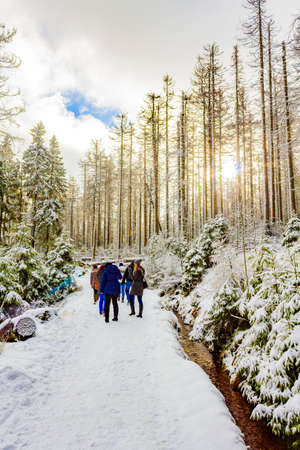 Harz Germany January 12, 2014 Hikers people walk thru snowed in icy fir trees and landscape at Brocken Harz mountains Wernigerode Saxony-Anhalt Germany.のeditorial素材