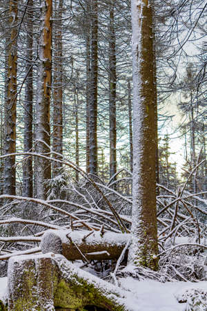 Sunshine between snowed in icy fir trees and landscape at Brocken mountain in Harz mountains...
