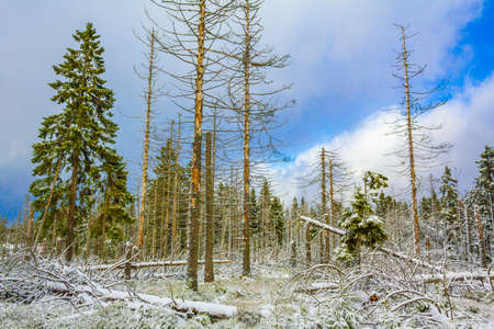 The dying silver forest and snowed in dead fir spruce trees and landscape at Brocken mountain in...