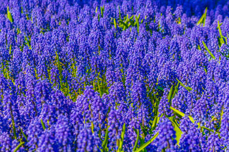 Colorful blue bellflowers Grape hyacinth Muscari armeniacum and yellow tulips and daffodils in Keukenhof in Lisse South Holland Netherlandsの写真素材