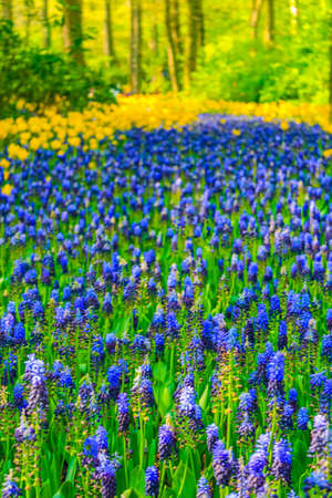 Colorful blue bellflowers Grape hyacinth Muscari armeniacum and yellow tulips and daffodils in Keukenhof in Lisse South Holland Netherlandsの写真素材