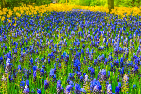 Colorful blue bellflowers Grape hyacinth Muscari armeniacum and yellow tulips and daffodils in Keukenhof in Lisse South Holland Netherlandsの写真素材