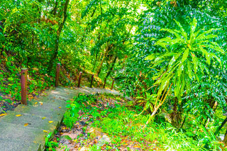 Tropical jungle forest with palm trees hiking trail and path on Koh Samui in Surat Thani Thailand.
