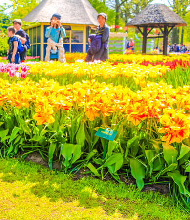 Lisse Netherlands April 20, 2014 Colorful red orange yellow tulips and daffodils in Keukenhof tulip park in Lisse South Holland Netherlandsのeditorial素材