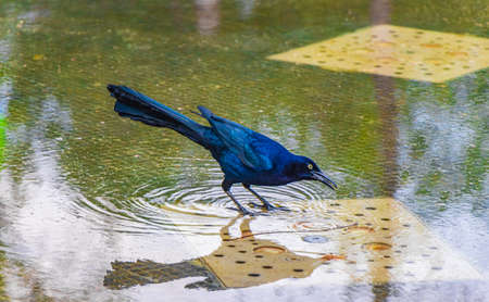 Great-Tailed Grackle Quiscalus mexicanus male bird is drinking water from a fountain in Alameda Central park in Mexico City.の写真素材