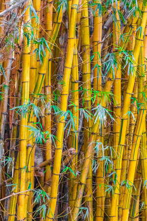 Green yellow bamboo trees in tropical forest of San JosÃ© Province Costa Rica.の写真素材