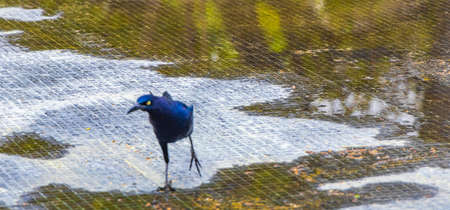 Great-Tailed Grackle Quiscalus mexicanus male bird is drinking water from a fountain in Alameda...