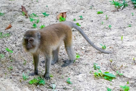 Macaque monkey in the tropical jungle forest and nature on Koh Phayam in Ranong Thailand.